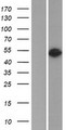 SERPINF2 / Alpha-2-Antiplasmin Protein - Western validation with an anti-DDK antibody * L: Control HEK293 lysate R: Over-expression lysate