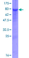 SERPINF2 / Alpha-2-Antiplasmin Protein - 12.5% SDS-PAGE of human SERPINF2 stained with Coomassie Blue