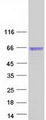 SERPINF2 / Alpha-2-Antiplasmin Protein - Purified recombinant protein SERPINF2 was analyzed by SDS-PAGE gel and Coomassie Blue Staining