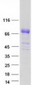 SERPING1 / C1 Inhibitor Protein - Purified recombinant protein SERPING1 was analyzed by SDS-PAGE gel and Coomassie Blue Staining