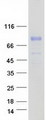 SERPING1 / C1 Inhibitor Protein - Purified recombinant protein SERPING1 was analyzed by SDS-PAGE gel and Coomassie Blue Staining