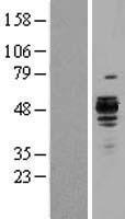 SERPINH1 / HSP47 Protein - Western validation with an anti-DDK antibody * L: Control HEK293 lysate R: Over-expression lysate