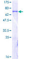 SERPINH1 / HSP47 Protein - 12.5% SDS-PAGE of human SERPINH1 stained with Coomassie Blue