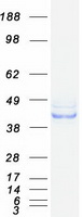 SERPINH1 / HSP47 Protein - Purified recombinant protein SERPINH1 was analyzed by SDS-PAGE gel and Coomassie Blue Staining