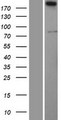 SERTAD3 Protein - Western validation with an anti-DDK antibody * L: Control HEK293 lysate R: Over-expression lysate