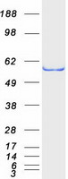 SESN2 / HI95 Protein - Purified recombinant protein SESN2 was analyzed by SDS-PAGE gel and Coomassie Blue Staining