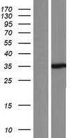 SETD3 Protein - Western validation with an anti-DDK antibody * L: Control HEK293 lysate R: Over-expression lysate