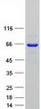SETD3 Protein - Purified recombinant protein SETD3 was analyzed by SDS-PAGE gel and Coomassie Blue Staining