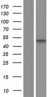 SETD4 Protein - Western validation with an anti-DDK antibody * L: Control HEK293 lysate R: Over-expression lysate