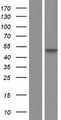 SETD4 Protein - Western validation with an anti-DDK antibody * L: Control HEK293 lysate R: Over-expression lysate