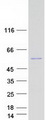 SETD6 Protein - Purified recombinant protein SETD6 was analyzed by SDS-PAGE gel and Coomassie Blue Staining
