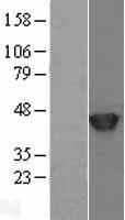 SETD7 / SET7 Protein - Western validation with an anti-DDK antibody * L: Control HEK293 lysate R: Over-expression lysate
