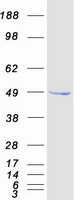 SETD7 / SET7 Protein - Purified recombinant protein SETD7 was analyzed by SDS-PAGE gel and Coomassie Blue Staining