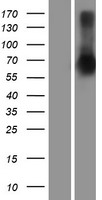 SETDB2 Protein - Western validation with an anti-DDK antibody * L: Control HEK293 lysate R: Over-expression lysate