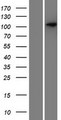 SEZ6 / SEZ-6 Protein - Western validation with an anti-DDK antibody * L: Control HEK293 lysate R: Over-expression lysate