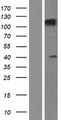 SEZ6L Protein - Western validation with an anti-DDK antibody * L: Control HEK293 lysate R: Over-expression lysate