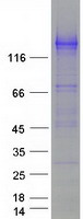 SEZ6L Protein - Purified recombinant protein SEZ6L was analyzed by SDS-PAGE gel and Coomassie Blue Staining