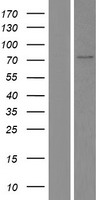 SF1 Protein - Western validation with an anti-DDK antibody * L: Control HEK293 lysate R: Over-expression lysate
