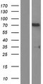 SF1 Protein - Western validation with an anti-DDK antibody * L: Control HEK293 lysate R: Over-expression lysate