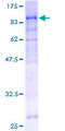 SF1 Protein - 12.5% SDS-PAGE of human SF1 stained with Coomassie Blue