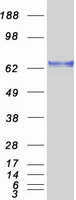 SF1 Protein - Purified recombinant protein SF1 was analyzed by SDS-PAGE gel and Coomassie Blue Staining