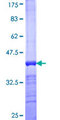 SF3A1 / SF3A120 Protein - 12.5% SDS-PAGE Stained with Coomassie Blue.