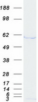 SF3A3 / SF3a60 Protein - Purified recombinant protein SF3A3 was analyzed by SDS-PAGE gel and Coomassie Blue Staining