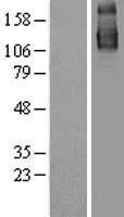 SF3B130 / SF3B3 Protein - Western validation with an anti-DDK antibody * L: Control HEK293 lysate R: Over-expression lysate