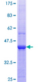 SF3B130 / SF3B3 Protein - 12.5% SDS-PAGE Stained with Coomassie Blue.