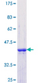 SF3B4 Protein - 12.5% SDS-PAGE Stained with Coomassie Blue.
