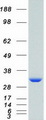 SFN / Stratifin / 14-3-3 Sigma Protein - Purified recombinant protein SFN was analyzed by SDS-PAGE gel and Coomassie Blue Staining