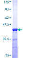 SFPQ Protein - 12.5% SDS-PAGE Stained with Coomassie Blue.