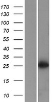 SFR1 / C10orf78 Protein - Western validation with an anti-DDK antibody * L: Control HEK293 lysate R: Over-expression lysate