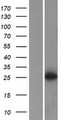 SFR1 / C10orf78 Protein - Western validation with an anti-DDK antibody * L: Control HEK293 lysate R: Over-expression lysate