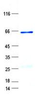 SFRP2 Protein