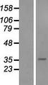 SFRP5 Protein - Western validation with an anti-DDK antibody * L: Control HEK293 lysate R: Over-expression lysate