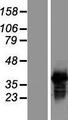 SFRS7 / 9G8 Protein - Western validation with an anti-DDK antibody * L: Control HEK293 lysate R: Over-expression lysate
