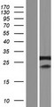 SFRS7 / 9G8 Protein - Western validation with an anti-DDK antibody * L: Control HEK293 lysate R: Over-expression lysate
