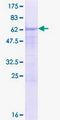 SFRS7 / 9G8 Protein - 12.5% SDS-PAGE of human SFRS7 stained with Coomassie Blue