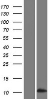 SFTA3 Protein - Western validation with an anti-DDK antibody * L: Control HEK293 lysate R: Over-expression lysate
