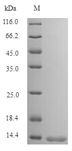 SFTA3 Protein - (Tris-Glycine gel) Discontinuous SDS-PAGE (reduced) with 5% enrichment gel and 15% separation gel.