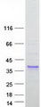 SFTPA1 / Surfactant Protein A Protein - Purified recombinant protein SFTPA1 was analyzed by SDS-PAGE gel and Coomassie Blue Staining
