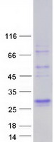 SFTPA1 / Surfactant Protein A Protein - Purified recombinant protein SFTPA1 was analyzed by SDS-PAGE gel and Coomassie Blue Staining