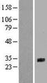 SFTPA2 / Surfactant Protein A2 Protein - Western validation with an anti-DDK antibody * L: Control HEK293 lysate R: Over-expression lysate