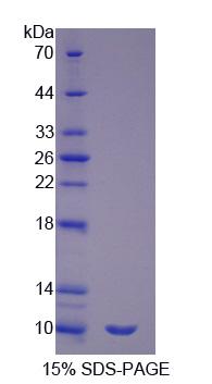 SFTPA2 / Surfactant Protein A2 Protein - Recombinant  Surfactant Associated Protein G By SDS-PAGE