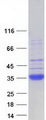 SFTPA2 / Surfactant Protein A2 Protein - Purified recombinant protein SFTPA2 was analyzed by SDS-PAGE gel and Coomassie Blue Staining