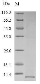 SFTPB / Surfactant Protein B Protein - (Tris-Glycine gel) Discontinuous SDS-PAGE (reduced) with 5% enrichment gel and 15% separation gel.