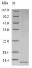 SFTPB / Surfactant Protein B Protein - (Tris-Glycine gel) Discontinuous SDS-PAGE (reduced) with 5% enrichment gel and 15% separation gel.