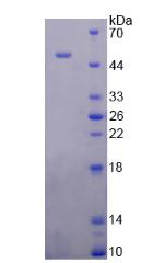 SFTPB / Surfactant Protein B Protein - Recombinant  Surfactant Associated Protein B By SDS-PAGE
