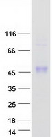 SFTPB / Surfactant Protein B Protein - Purified recombinant protein SFTPB was analyzed by SDS-PAGE gel and Coomassie Blue Staining